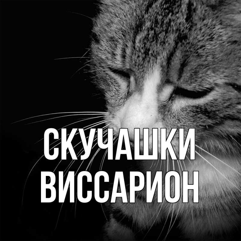 Картинка Скучашки, Виссарион