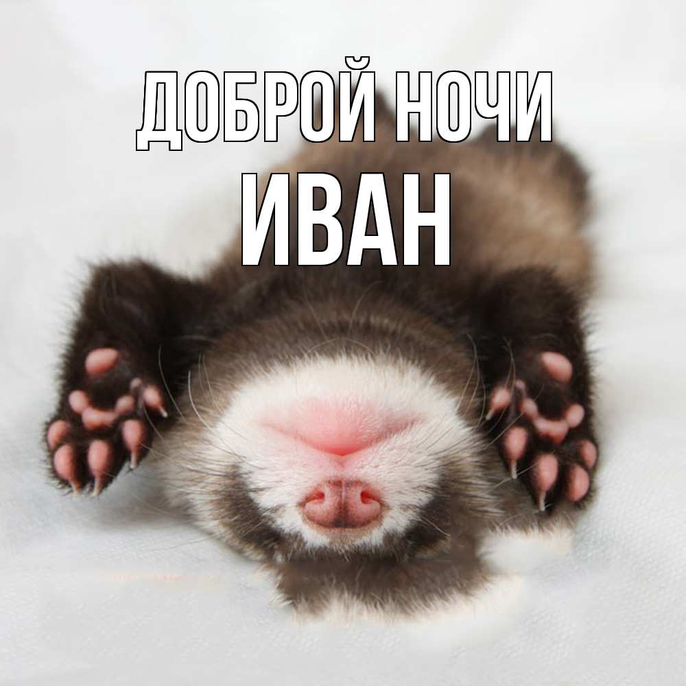 Открытка на каждый день с именем, Иван Доброй ночи зверек Прикольная открытка с пожеланием онлайн скачать бесплатно 