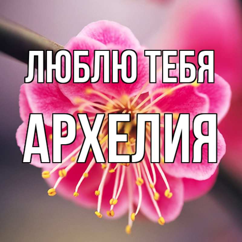 Картинка Люблю тебя, Архелия