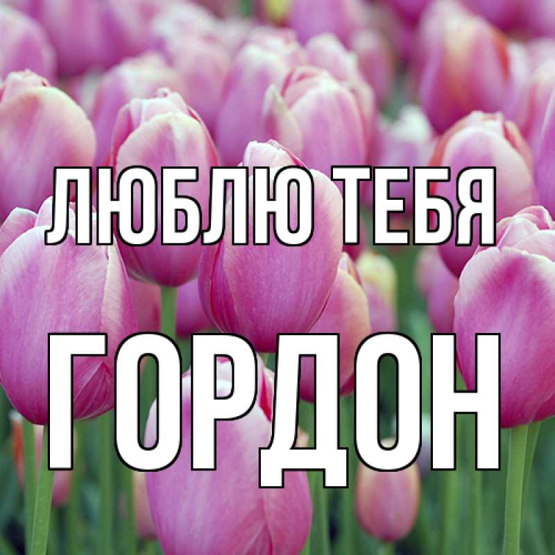 Картинка Люблю тебя, Гордон
