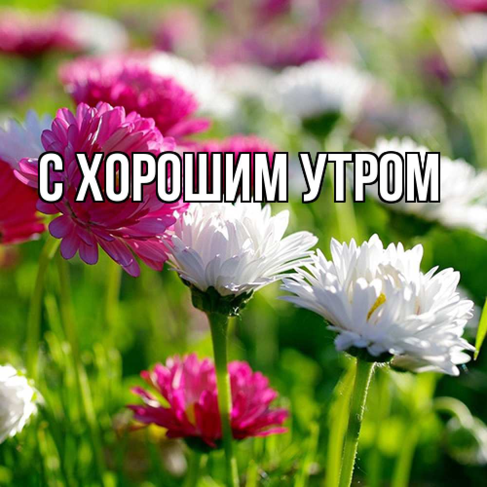 Открытка на каждый день с именем, Дима Люблю тебя международный женский день 1 Прикольная открытка с пожеланием онлайн скачать бесплатно 