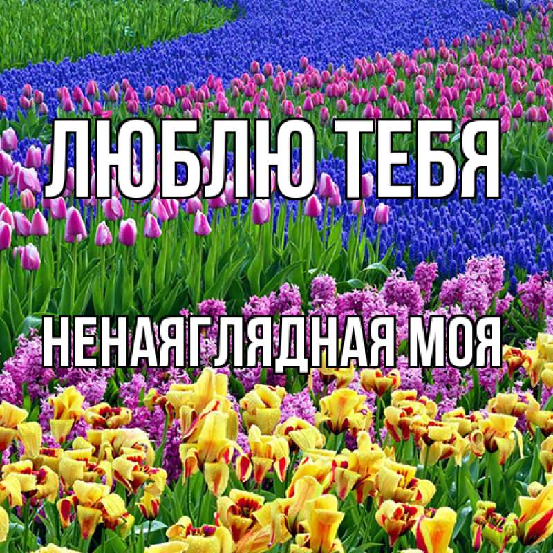 Картинка Люблю тебя, Ненаяглядная моя