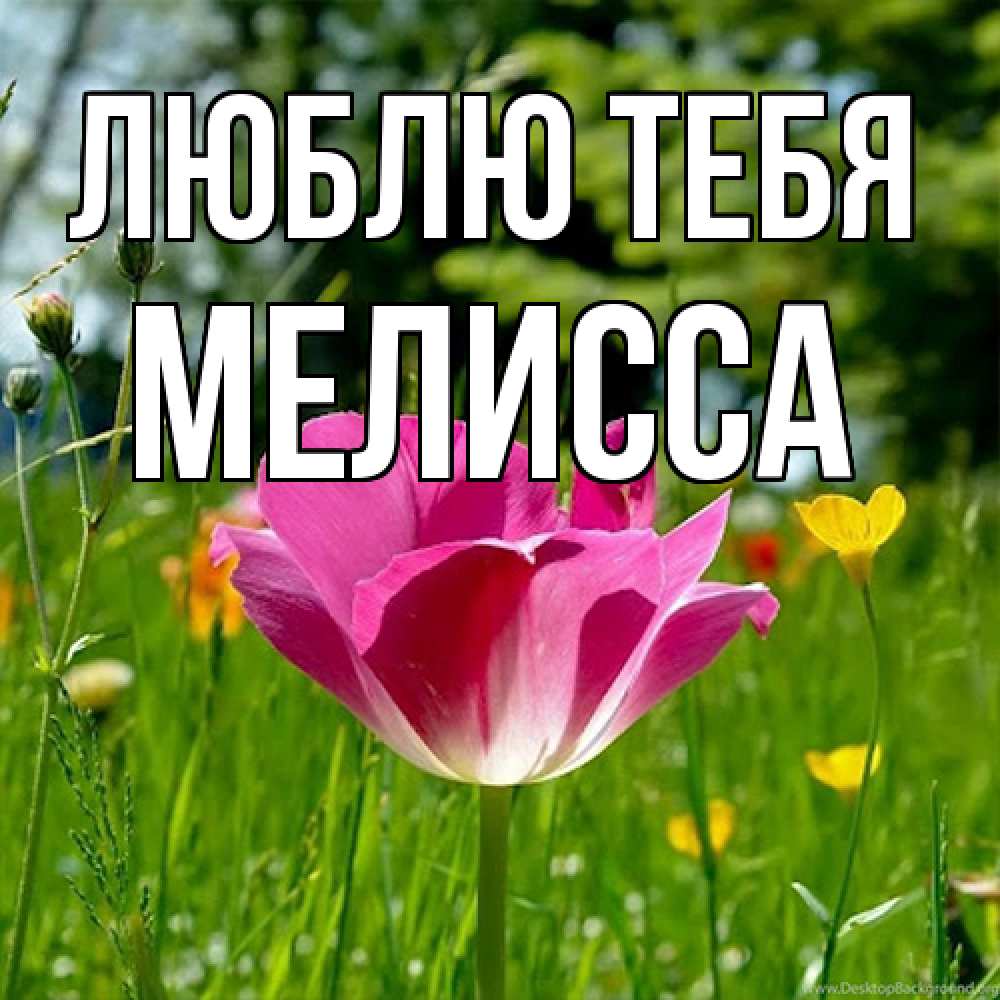 Открытка на каждый день с именем, Мелисса Люблю тебя полевые цветы Прикольная открытка с пожеланием онлайн скачать бесплатно 