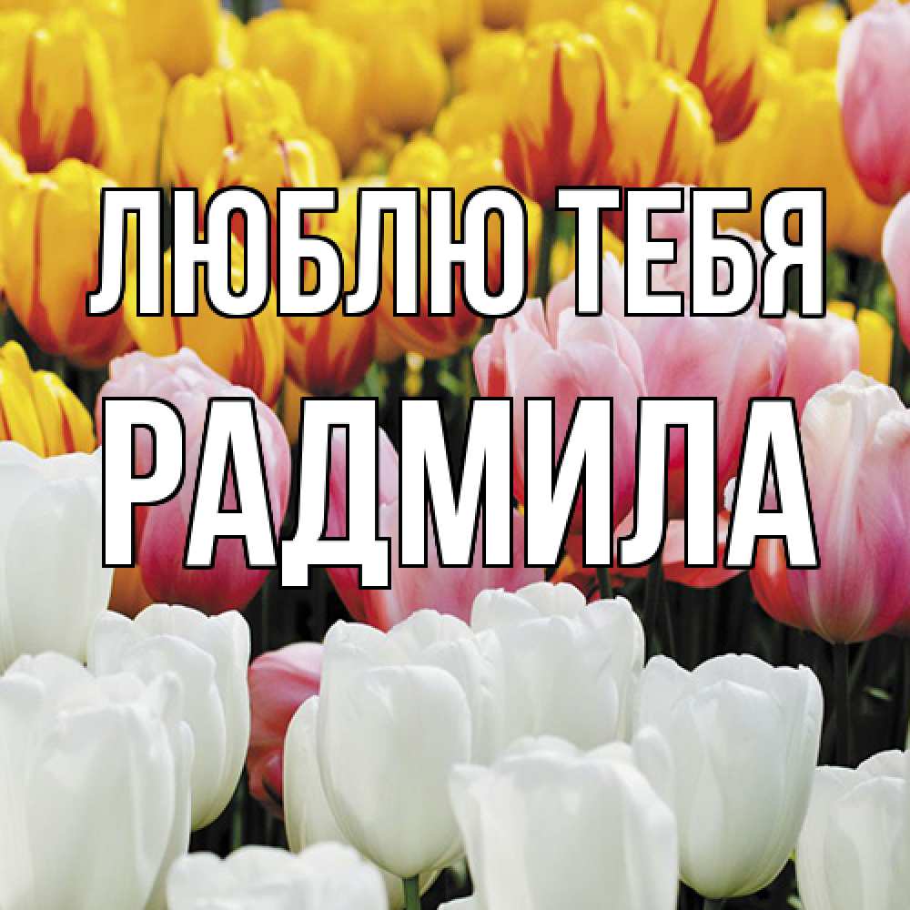 Открытка на каждый день с именем, Радмила Люблю тебя разноцветные цветы Прикольная открытка с пожеланием онлайн скачать бесплатно 