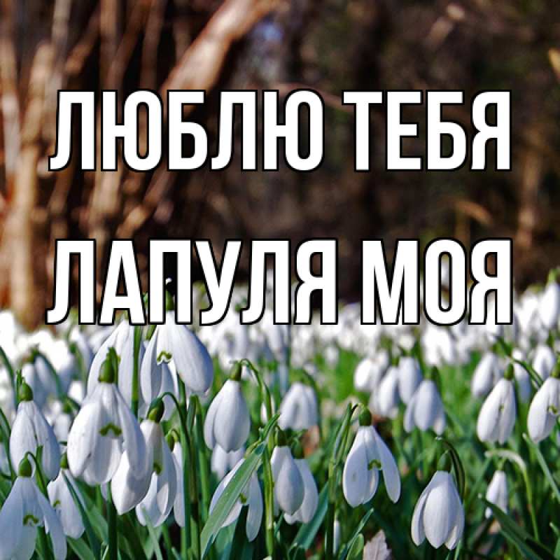 Картинка Люблю тебя, Лапуля моя