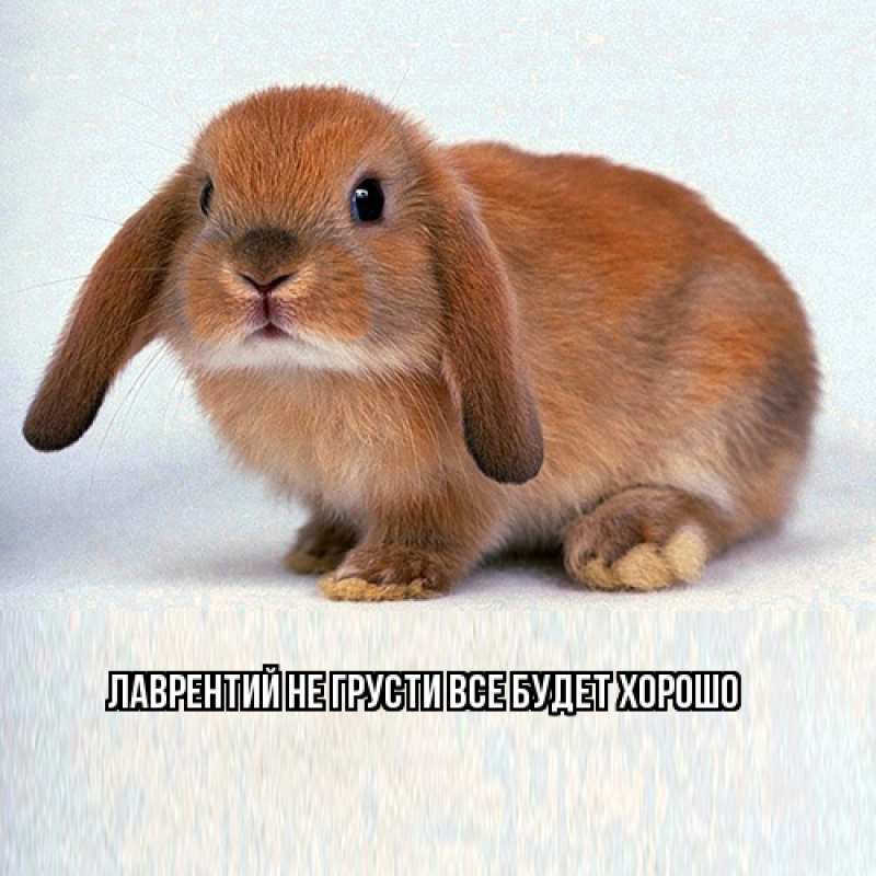 Картинка Не грусти, все будет хорошо, Лаврентий