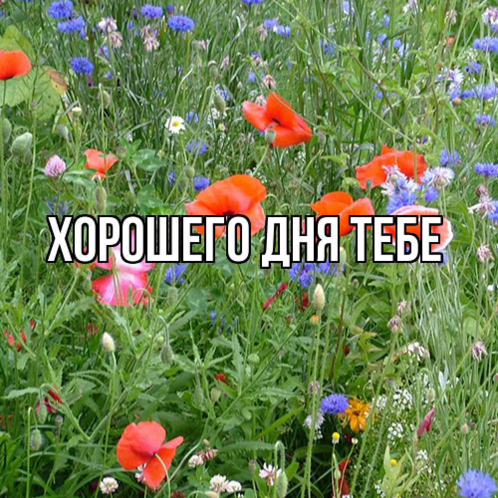 Открытка на каждый день с именем, Родной Люблю тебя международный женский день 4 Прикольная открытка с пожеланием онлайн скачать бесплатно 