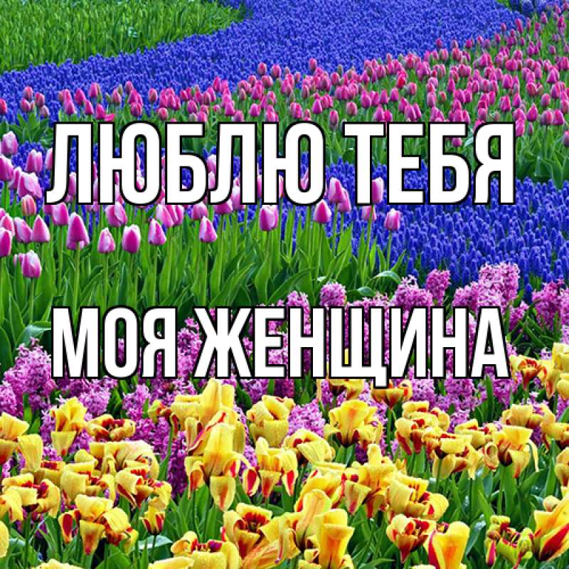 Картинка Люблю тебя, Моя женщина