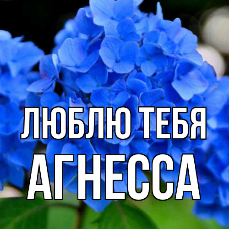 Картинка Люблю тебя, Агнесса