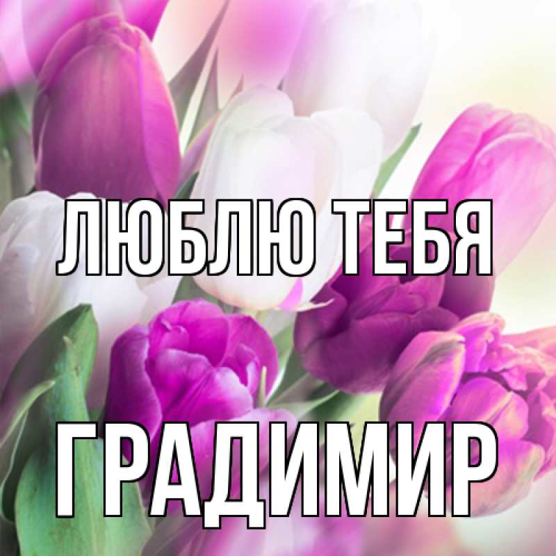 Картинка Люблю тебя, Градимир