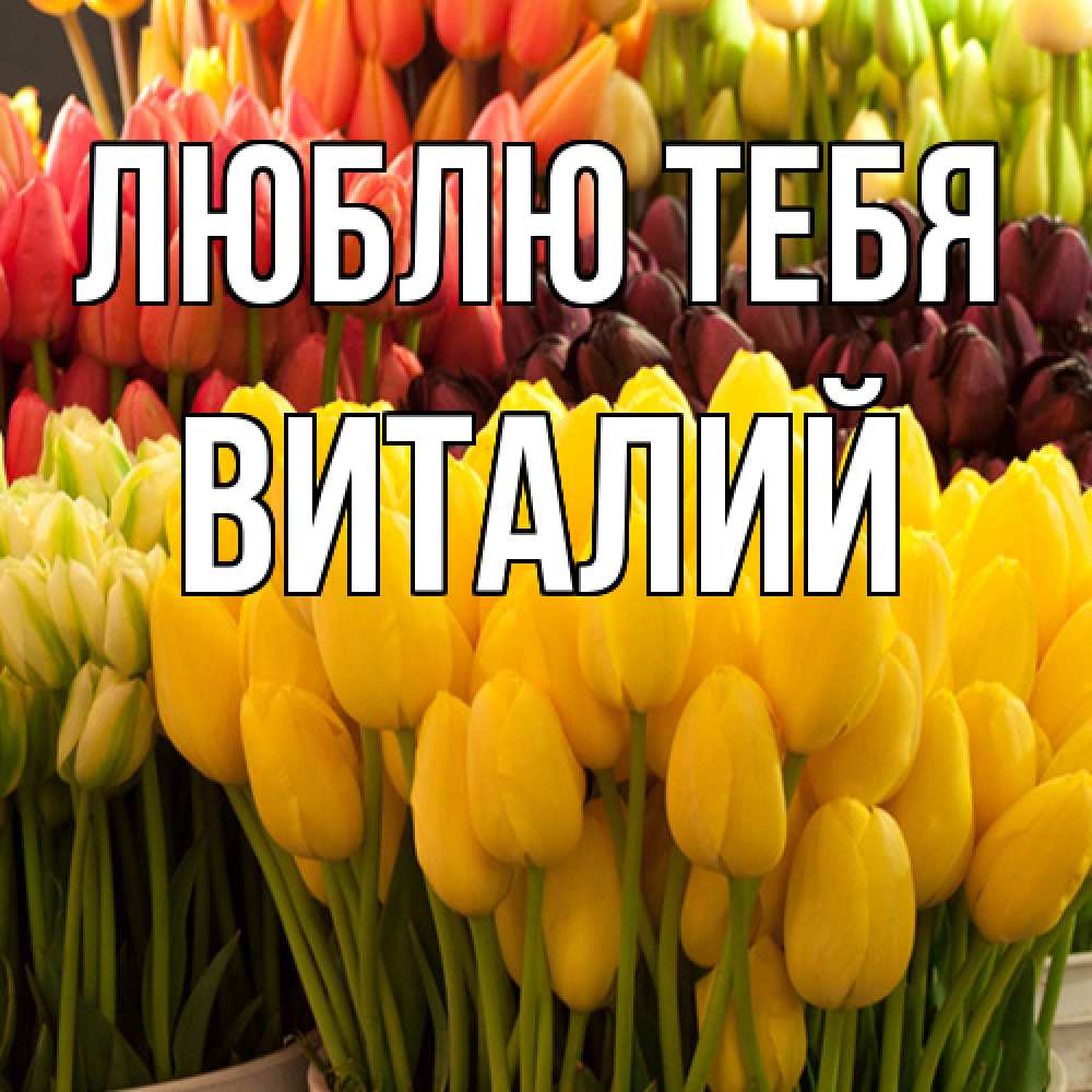 Открытка на каждый день с именем, Виталий Люблю тебя цветы Прикольная открытка с пожеланием онлайн скачать бесплатно 