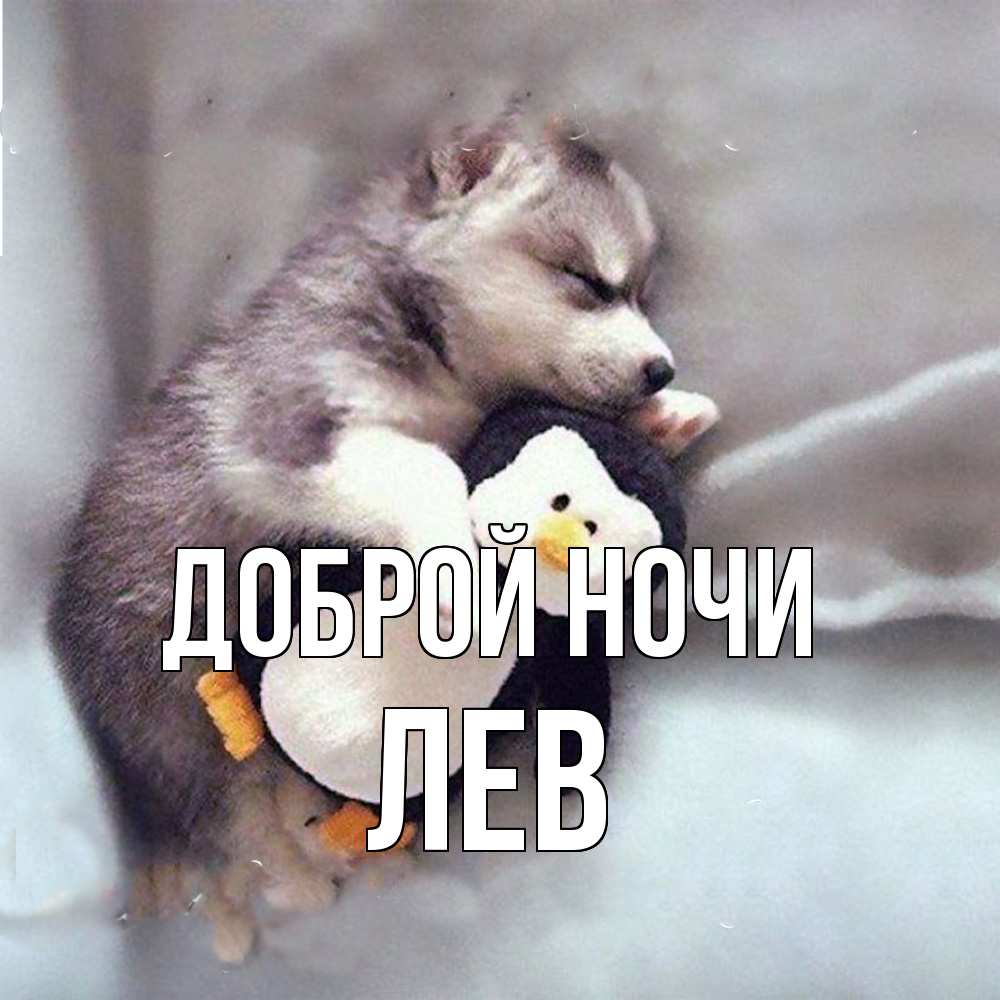 Открытка на каждый день с именем, Лев Доброй ночи обнимашки щенка и пингвина Прикольная открытка с пожеланием онлайн скачать бесплатно 