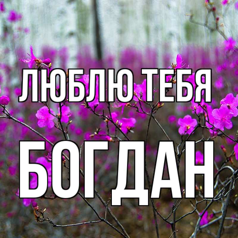 Картинка Люблю тебя, Богдан