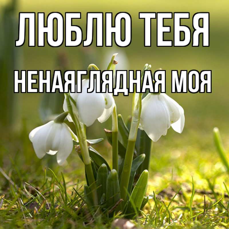 Картинка Люблю тебя, Ненаяглядная моя