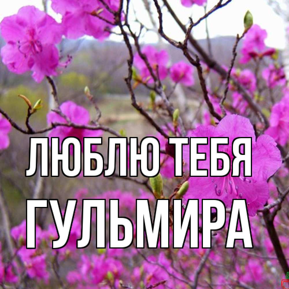 Открытка на каждый день с именем, Гульмира Люблю тебя международный женский день Прикольная открытка с пожеланием онлайн скачать бесплатно 