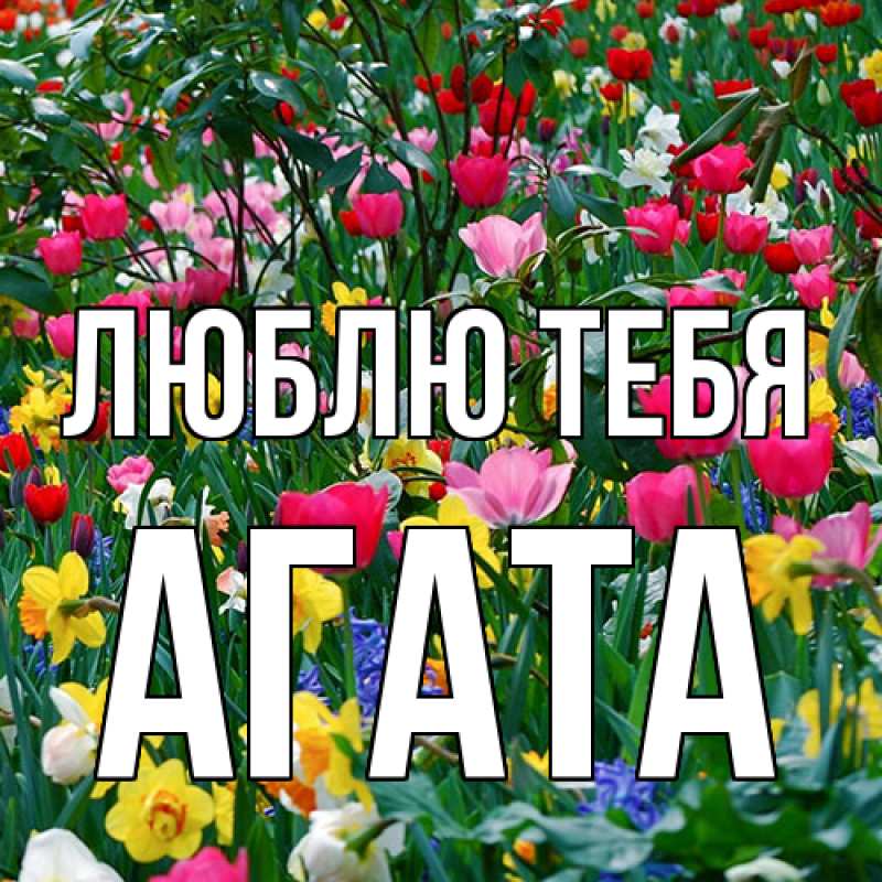 Картинка Люблю тебя, Агата