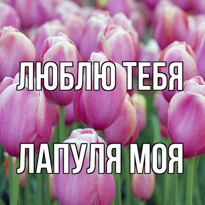 Картинка Люблю тебя, Лапуля моя