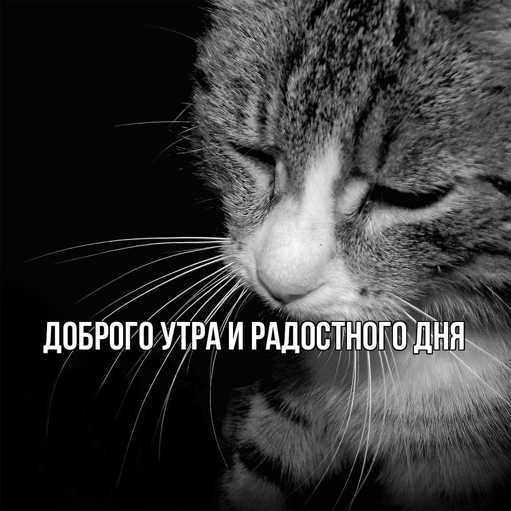 Открытка на каждый день с именем, Ия Не грусти все будет хорошо грустный котик Прикольная открытка с пожеланием онлайн скачать бесплатно 