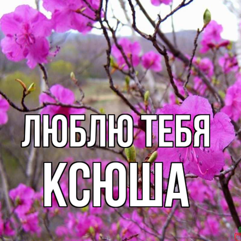 Картинка Люблю тебя, Ксюша
