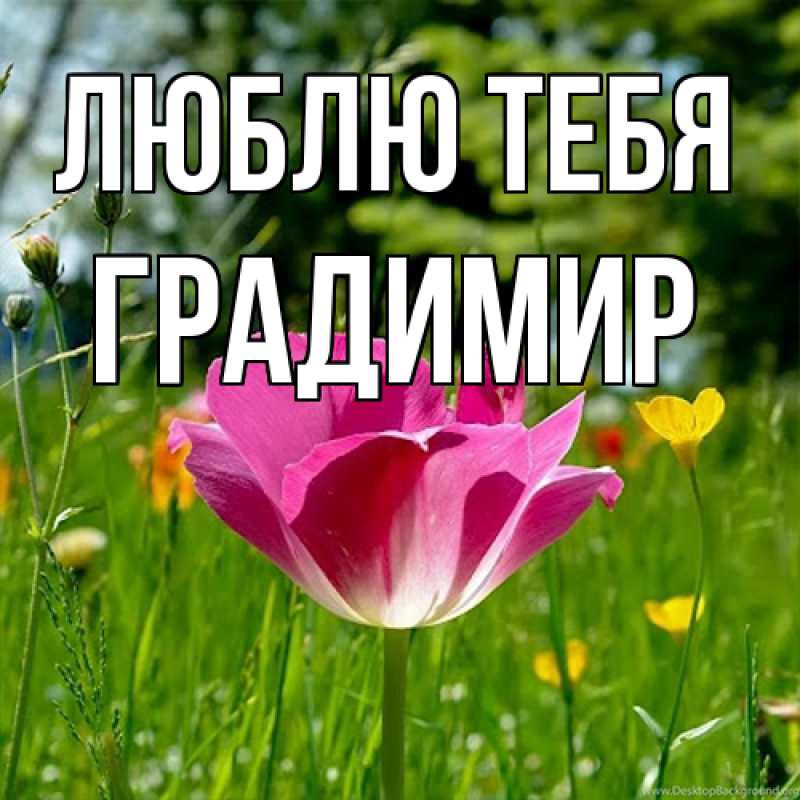 Картинка Люблю тебя, Градимир