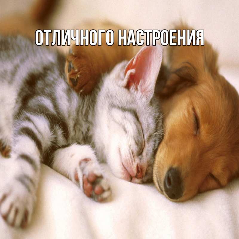 Картинка Обнимашки, Кисуля моя