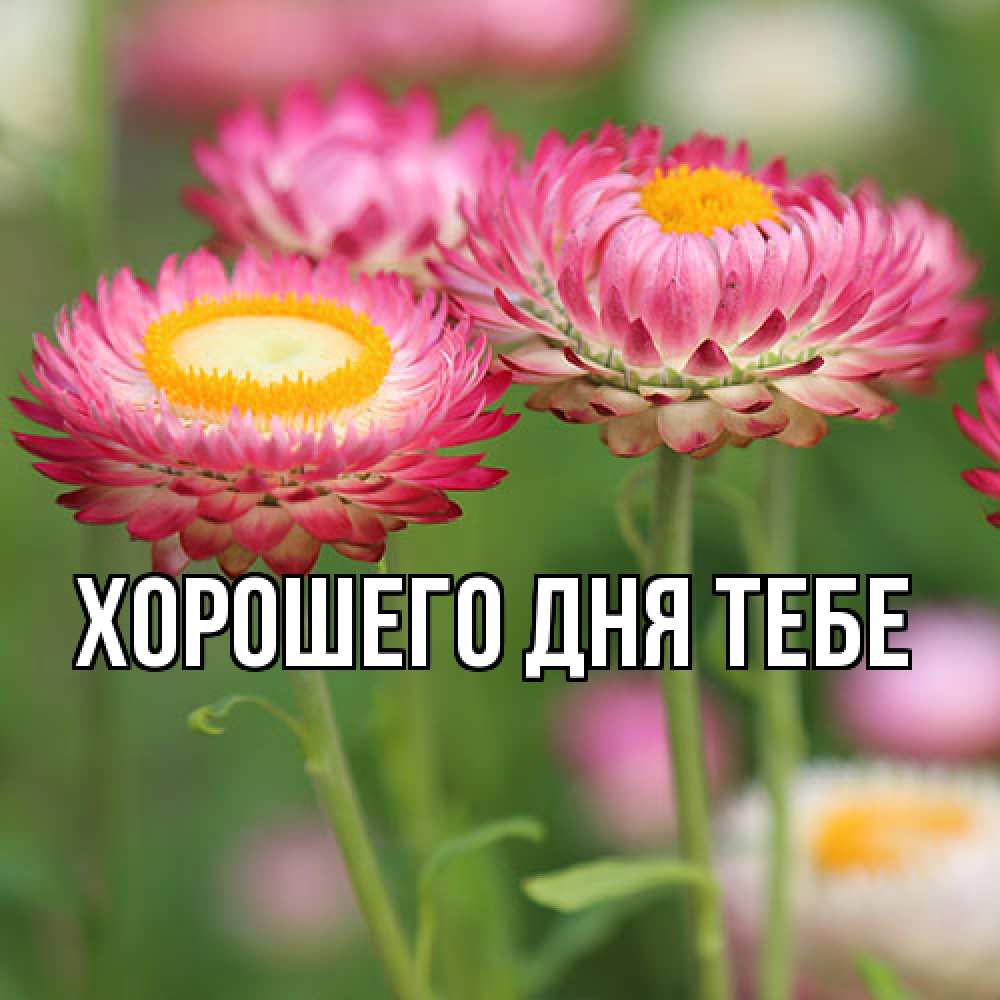 Открытка на каждый день с именем, Мирдза Люблю тебя подарок на международный женский день Прикольная открытка с пожеланием онлайн скачать бесплатно 