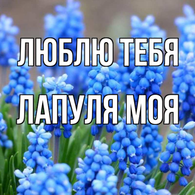 Картинка Люблю тебя, Лапуля моя