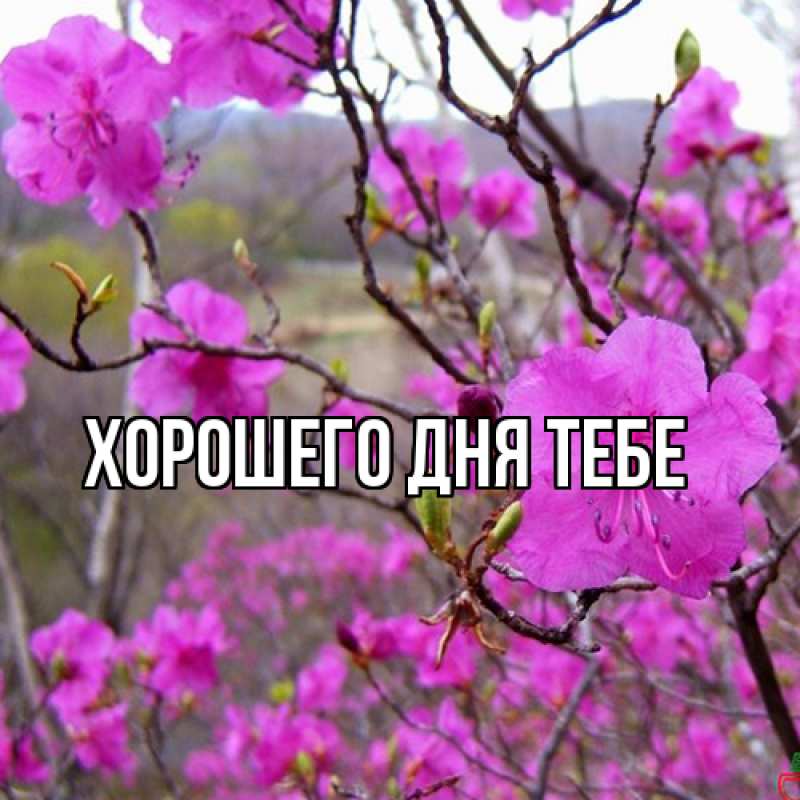 Картинка Люблю тебя, Гордон