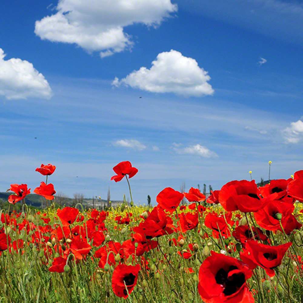 Открытка на каждый день с именем, Коля Люблю тебя международный женский день 1 Прикольная открытка с пожеланием онлайн скачать бесплатно 