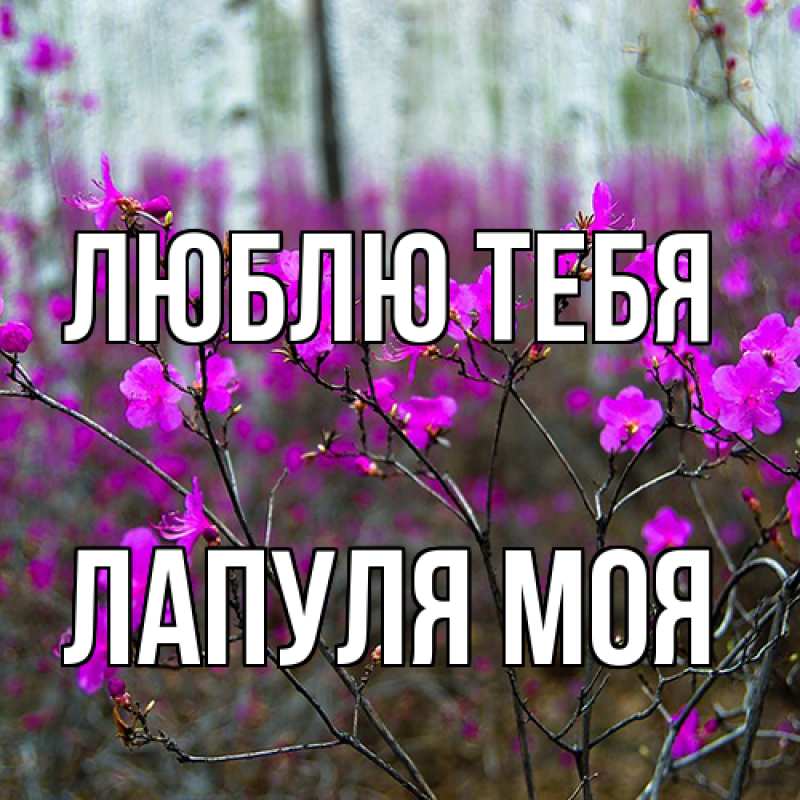 Картинка Люблю тебя, Лапуля моя