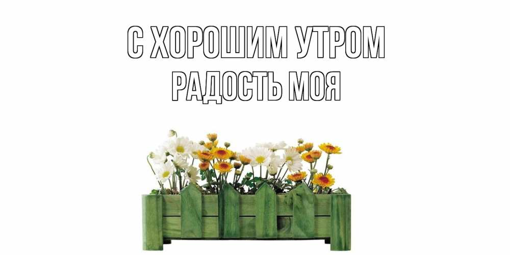Открытка на каждый день с именем, Радость-моя С хорошим утром цветы Прикольная открытка с пожеланием онлайн скачать бесплатно 