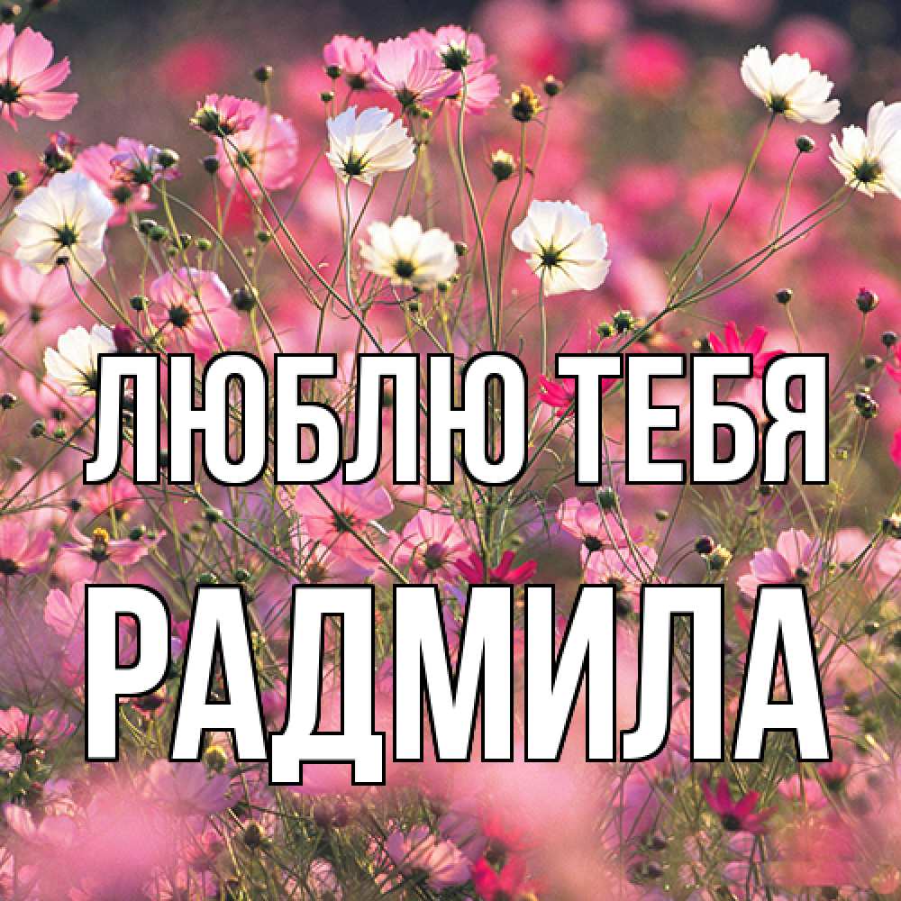 Открытка на каждый день с именем, Радмила Люблю тебя красиво 1 Прикольная открытка с пожеланием онлайн скачать бесплатно 