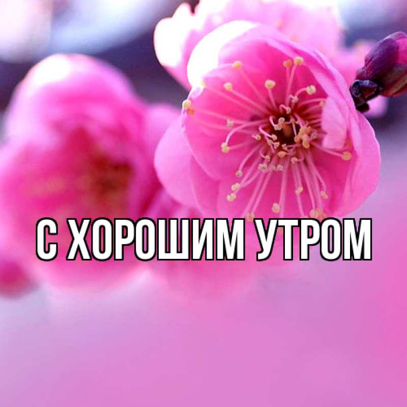 Картинка Люблю тебя, Даша