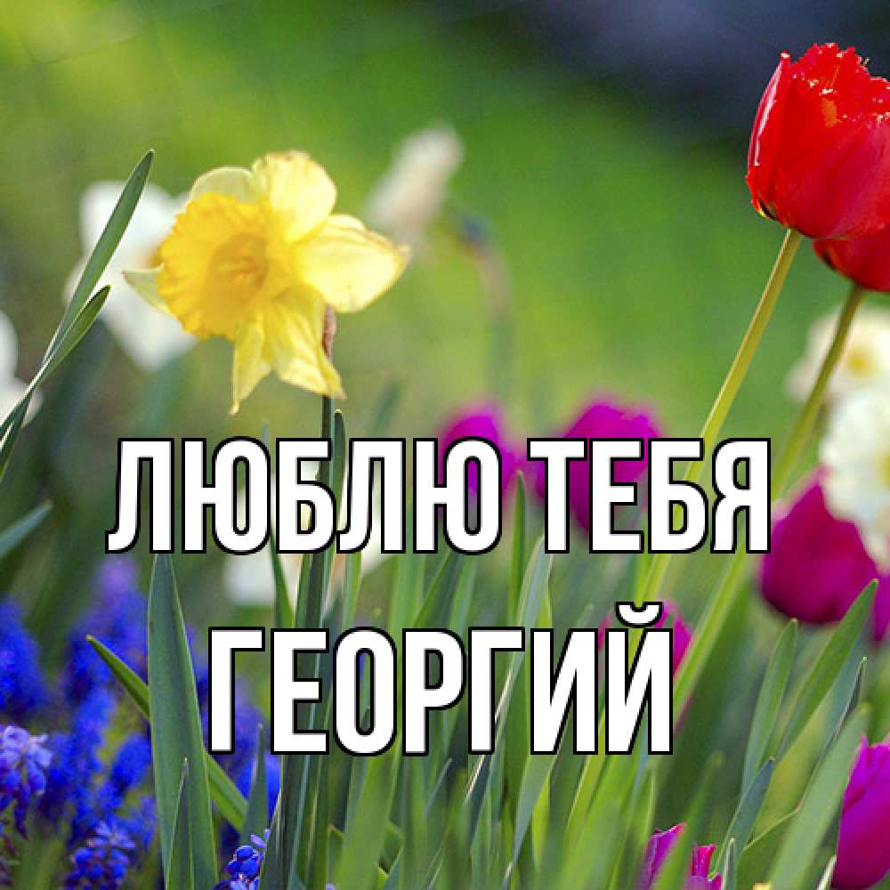 Открытка на каждый день с именем, Георгий Люблю тебя международный женский день 3 Прикольная открытка с пожеланием онлайн скачать бесплатно 