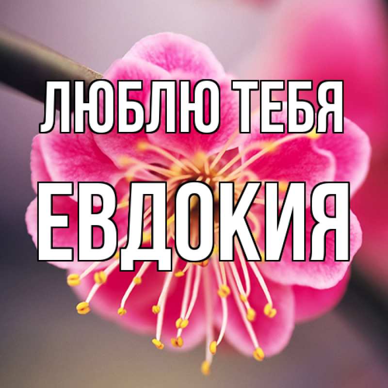 Картинка Люблю тебя, Евдокия