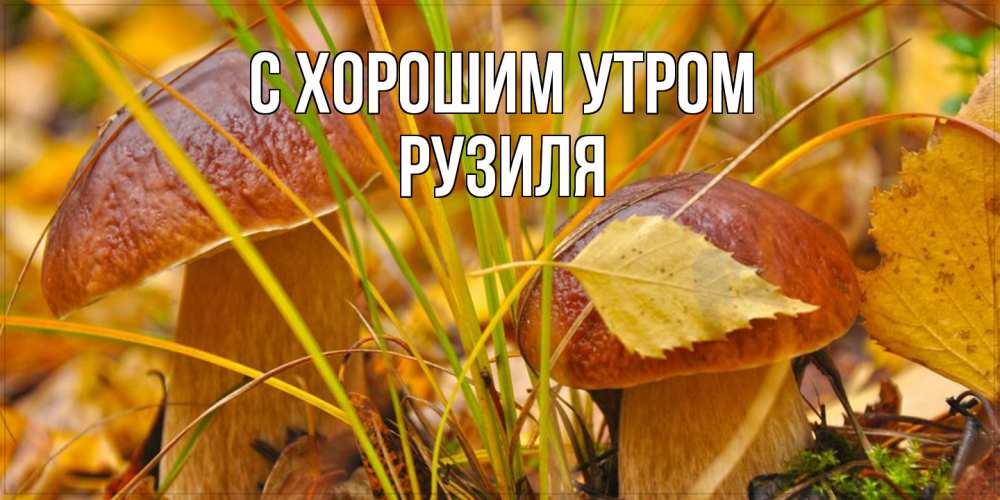 Открытка на каждый день с именем, Рузиля С хорошим утром осенние грибы Прикольная открытка с пожеланием онлайн скачать бесплатно 