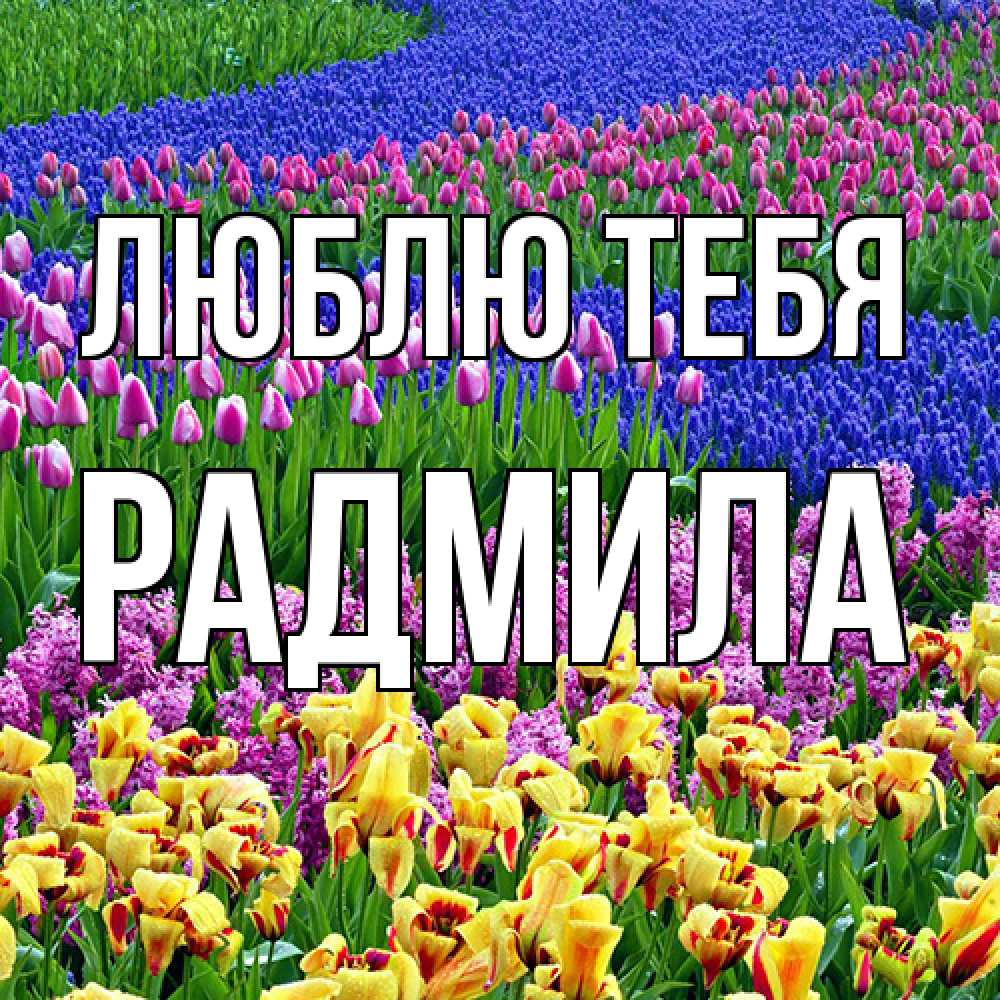 Открытка на каждый день с именем, Радмила Люблю тебя цветы Прикольная открытка с пожеланием онлайн скачать бесплатно 