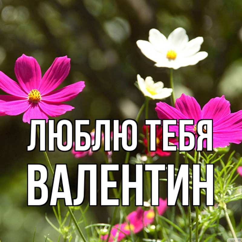 Картинка Люблю тебя, Валентин