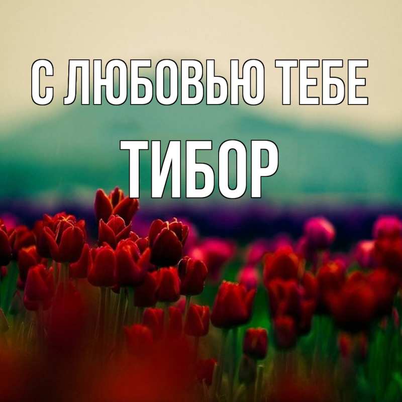 Открытка с именем, Тибор, С любовью тебе