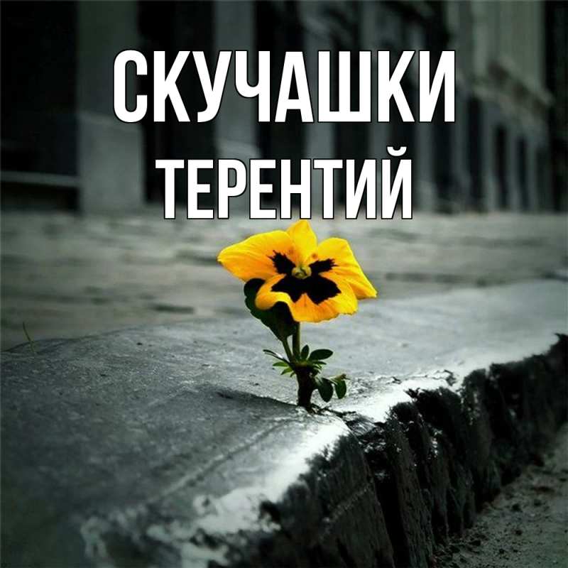 Картинка Скучашки, Терентий