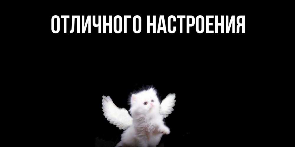 Открытка на каждый день с именем, Нисон Ты моя радость Кот ангел Прикольная открытка с пожеланием онлайн скачать бесплатно 