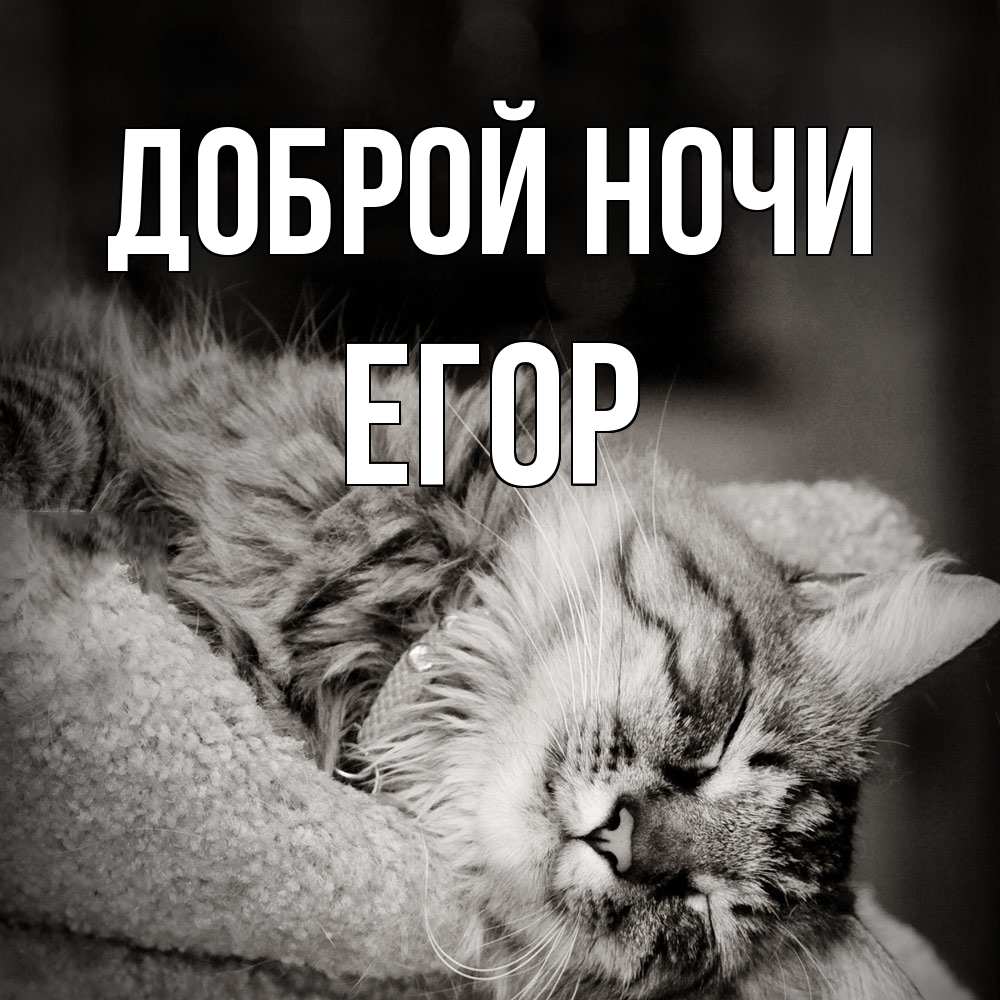 Открытка на каждый день с именем, Егор Доброй ночи котярик пушистый Прикольная открытка с пожеланием онлайн скачать бесплатно 