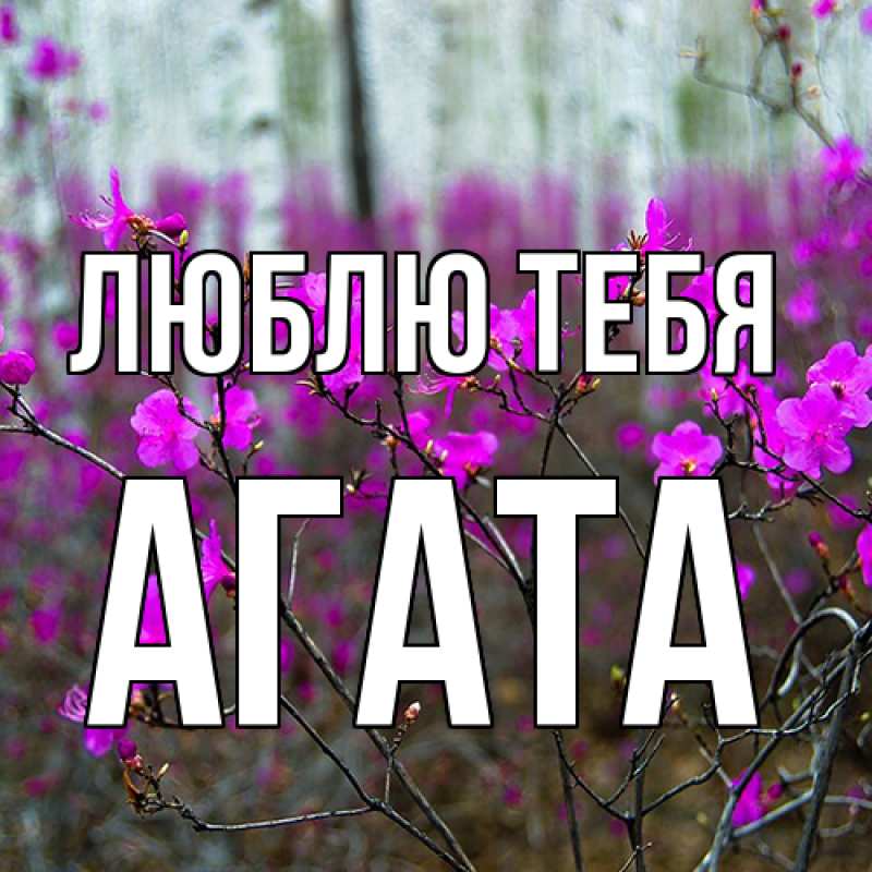 Картинка Люблю тебя, Агата