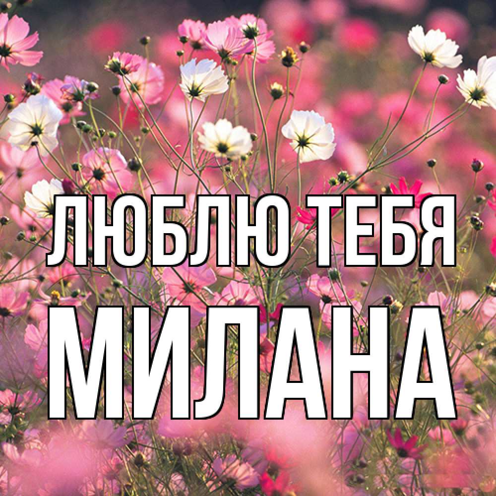 Открытка на каждый день с именем, Милана Люблю тебя красиво 1 Прикольная открытка с пожеланием онлайн скачать бесплатно 