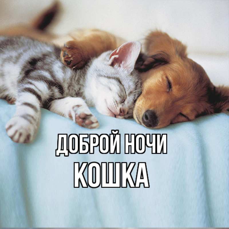 Картинка Доброй ночи, Кошка