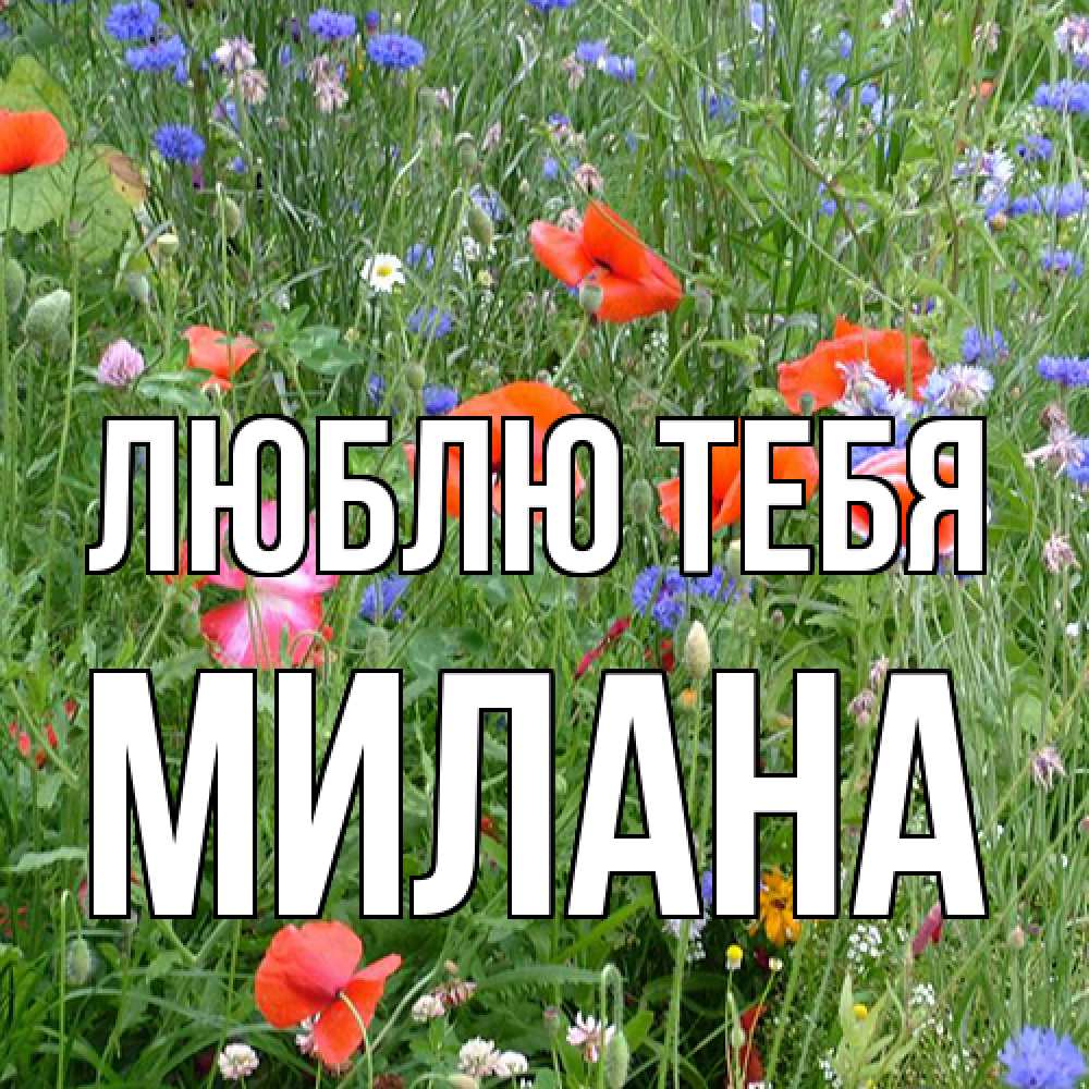 Открытка на каждый день с именем, Милана Люблю тебя международный женский день 4 Прикольная открытка с пожеланием онлайн скачать бесплатно 