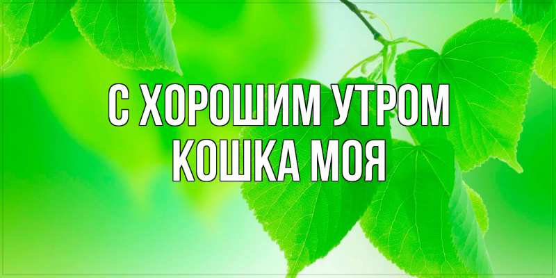 Картинка С хорошим утром, Кошка моя