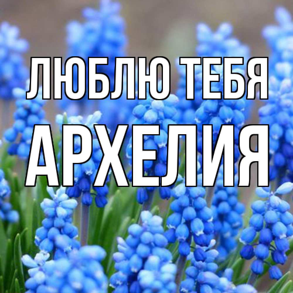 Открытка на каждый день с именем, Архелия Люблю тебя Поздравительная открытка для женщин с цветами на праздничную дату Прикольная открытка с пожеланием онлайн скачать бесплатно 