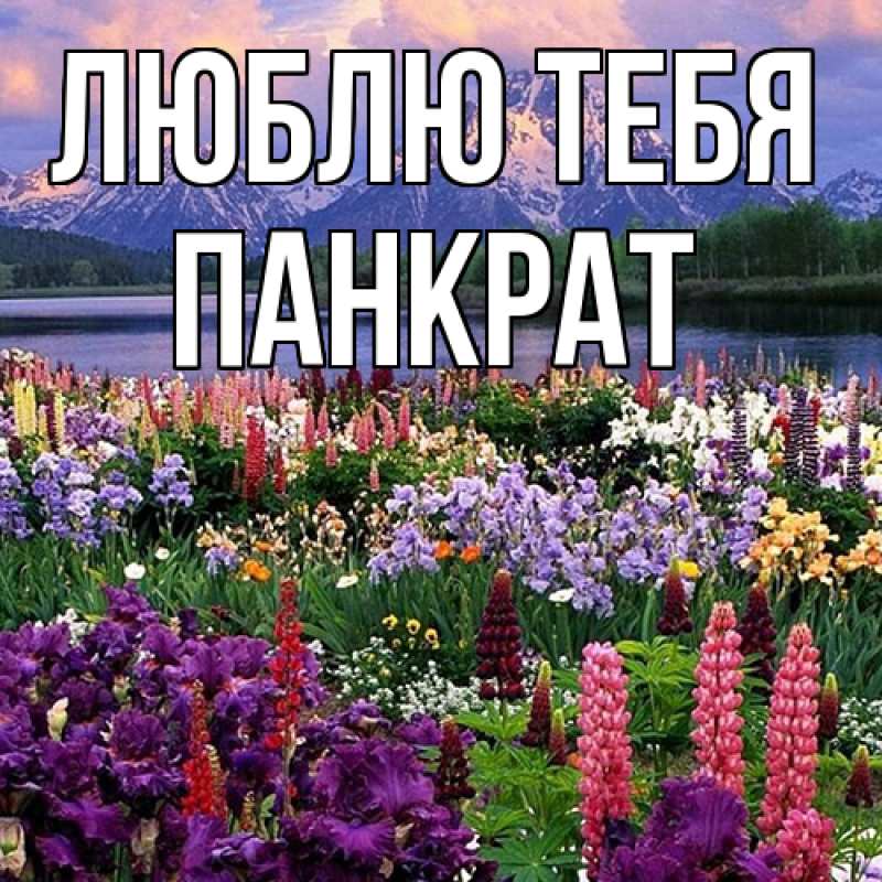 Открытка с именем, Панкрат, Люблю тебя
