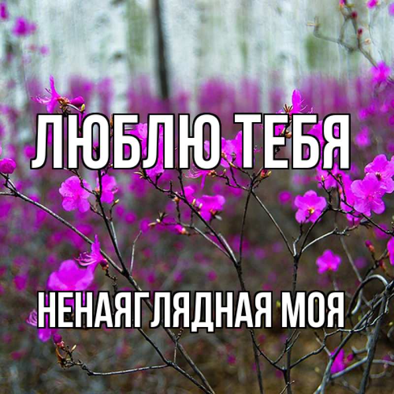 Картинка Люблю тебя, Ненаяглядная моя
